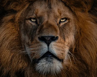 Фотообои морда льва», (арт. 21270) - купить в интернет-магазине Chameleon