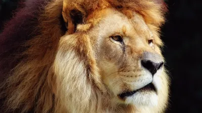 Фотография Львы морды смотрит животное