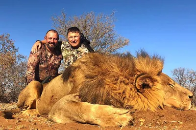 Предложение по охоте на Льва в Калахари, ЮАР и другие интересные  возможности. ⋆ Vel TravelVel Travel