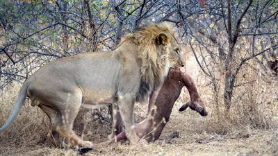 Захватывающий кадр охоты льва | Пикабу
