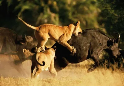 Лев на охоте» — создано в Шедевруме