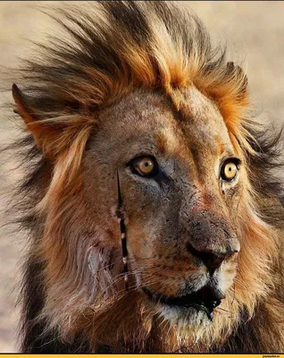 Львы на охоте - картинки и фото koshka.top
