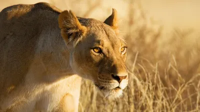 Охота на льва | Сафари для начинающих | Дзен