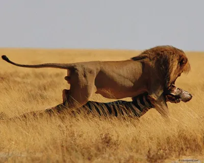 Фотогалерея \"Львы\" - \"Удачная охота льва на зебру\" - Фото диких кошек