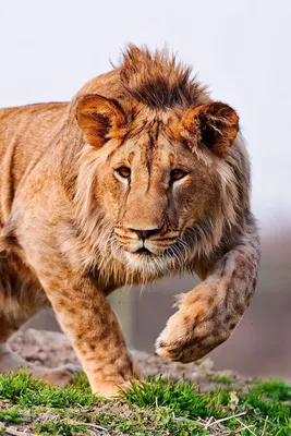 Лев показал львице мастер-класс по охоте на буйвола