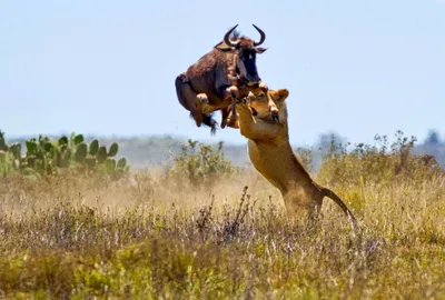 Антилопа спаслась от львицы благодаря неуклюжему льву – видео