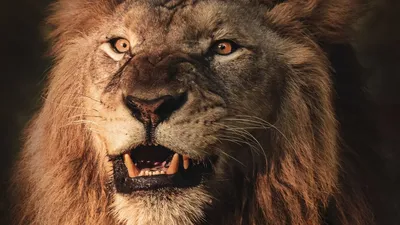 Обои лев, оскал, агрессия, хищник, животное картинки на рабочий стол, фото  скачать бесплатно