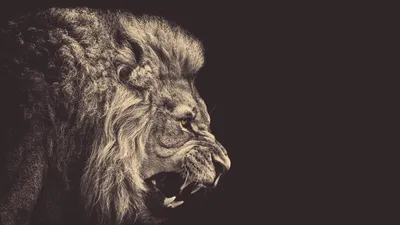 Оскал ` s льва стоковое фото. изображение насчитывающей король - 80999442