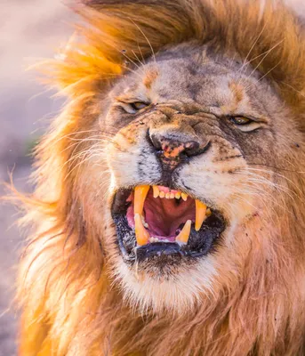 Оскал ` S льва Лев будет сердитым Nubica Leo пантеры льва Стоковое  Изображение - изображение насчитывающей захватническо, тварь: 80999427