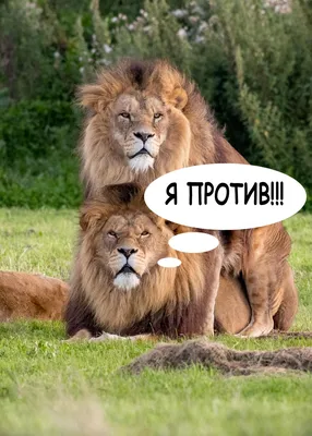 Лев против Тигра в смертельной …» — создано в Шедевруме