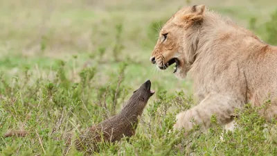 Лев против Орла»