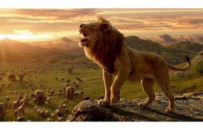 Лев царь зверей фото 