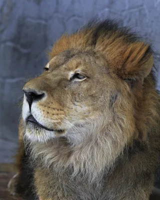 Лев-царь зверей, красиво, реалистично…» — создано в Шедевруме