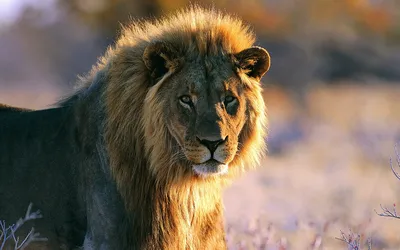 Лев Сэм умер в Новосибирском зоопарке: каким был царь зверей - 15 фото с  львятами, смешной челкой и грозным оскалом