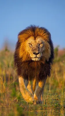 Почему лев — царь зверей ?