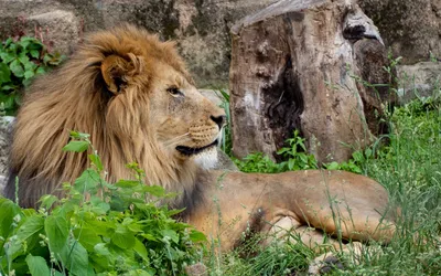 Статуэтка-Задумчивый Лев, царь зверей, средний - Купить на подарок в  Интернет магазине