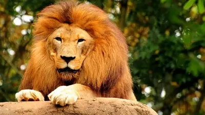 Коротко о том, почему лев царь зверей. — Oleg Bogdanov на TenChat.ru