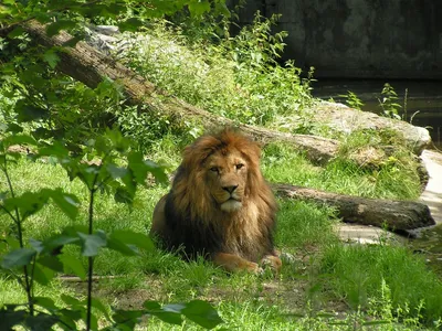 Лев-Царь зверей.Интересные факты о нем. | Животные нашей планеты | Дзен