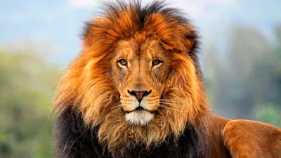 Лев - царь зверей или вожак прайда | Nashi: энциклопедия животных | Дзен