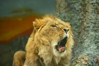 Футболка Krasar варенка - Лев царь зверей купить в интернет-магазине Q-SHOP
