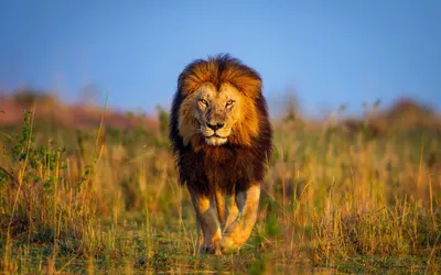 Лев царь природы - 64 фото