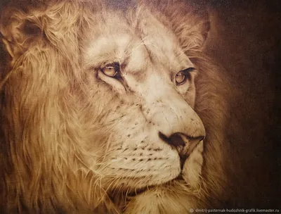 Раскраска Лев царь зверей — Мир раскрасок