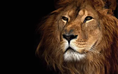 Картина с 3D эффектом Лев-царь зверей - купить с доставкой в «Подарках от  Михалыча» (арт. AT2116607)