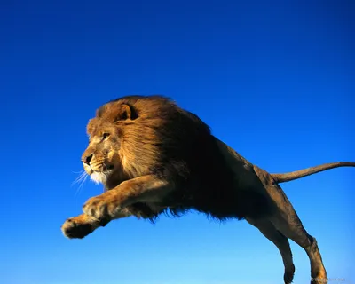Лев в прыжке фото 