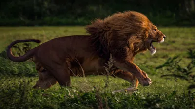 Атакующий Лев в прыжке в лучах …» — создано в Шедевруме