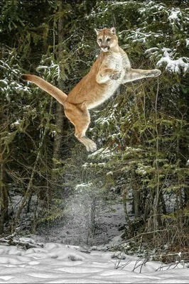 Лев выпрыгивает из воды лев охотится из воды цифровое искусство | Премиум  Фото