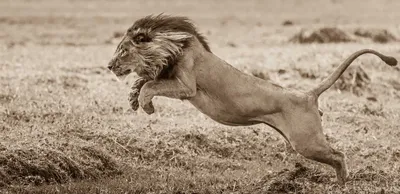 Лев в прыжке, вид сбоку в полный…» — создано в Шедевруме