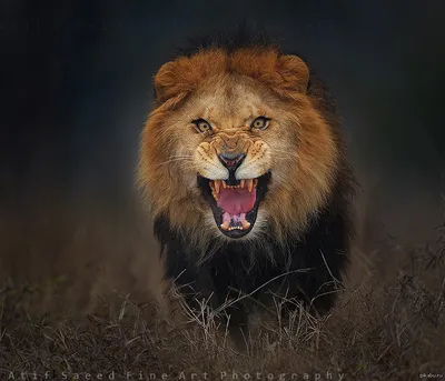 прыжок льва на саванну. генеративный помощник Иллюстрация штока -  иллюстрации насчитывающей кошачий, ангстрома: 272594777