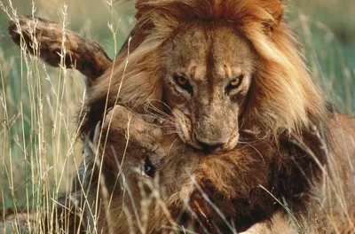 Наклейка на авто Лев хищное животное лев в прыжке - купить по выгодным  ценам в интернет-магазине OZON (709405577)