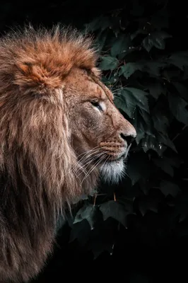 Львиная воля: 10 фактов о царе зверей | Вокруг Света