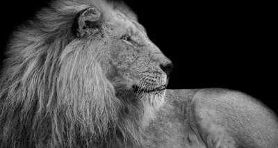 Lion (4 and a half years) - Panthera leo | Panthera leo, Panthera, Lion  pictures