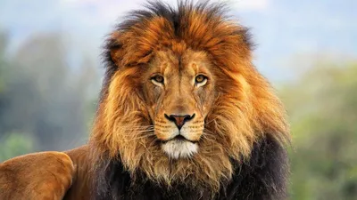 Лев животное фото 