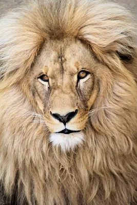 Тотемное животное — Лев!: Персональные записи в журнале Ярмарки Мастеров