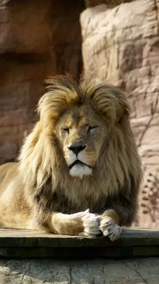 Детальнопрорисованный лев-животное …» — создано в Шедевруме