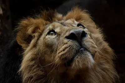 Грозный огромный лев животное на …» — создано в Шедевруме