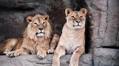 Лев животное зима гордый сильный …» — создано в Шедевруме