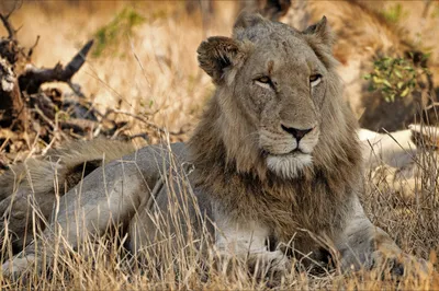 В мире животных: лев попытался познакомиться с самкой, но это не