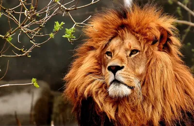 Книга животных: Лев | Пикабу