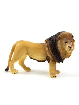 В Караганде льва незаконно везли в машине по улице. Животное принадлежит  контактному зоопарку | informburo.kz