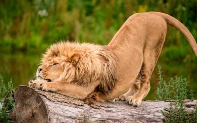 Могучий лев: Увлекательный взгляд на одно из самых легендарных животных  природы | Звериный мир: Все о животных | Дзен