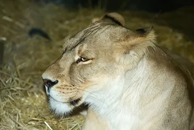 Вопрос о том, останется ли лев из Бескайнара в Алматинском зоопарке, еще не  решен