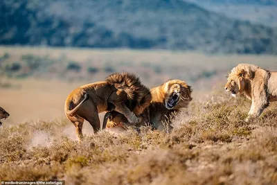 Животное африканский лев - 74 фото