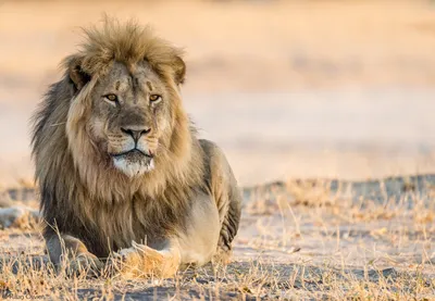 Лев - царь всех зверей. Любопытные факты об этом животном | Любимые питомцы  | Дзен