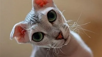 Украинский левкой котенок Бренда. www.chthon.ru #ukrainian_levkoy  #ukrainianlevkoy #levkoycat #levkoyfold #skinderlop #sphynxcat… | Instagram