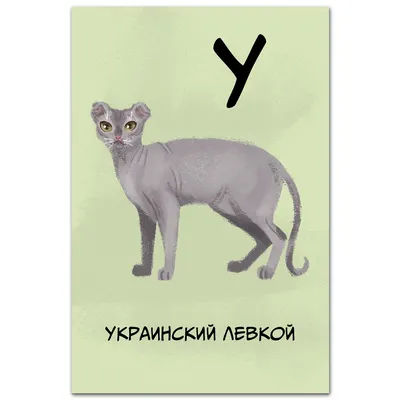 Украинский левкой (редкая порода кошек) в Москве