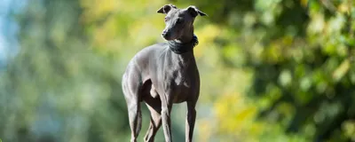 Левретка - описание породы собак: характер, особенности поведения, размер,  отзывы и фото - Питомцы Mail.ru